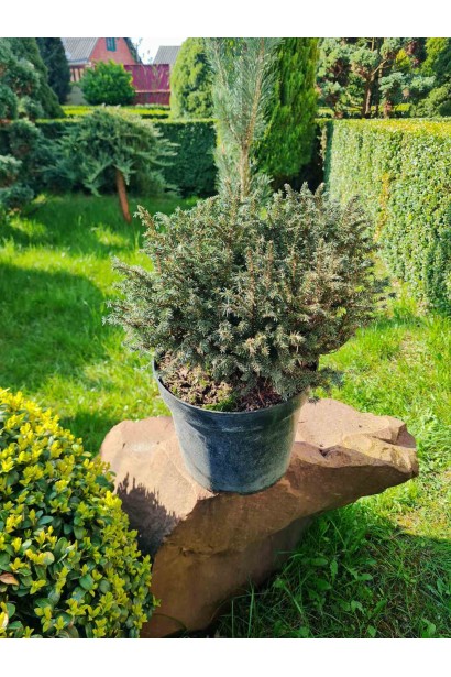 Ель сербская Karel - 7,5л/вис.25-30см/Ø30-40см